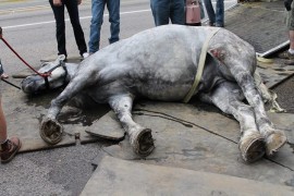 SLC Leaders Stunned As Pioneer Horse Becomes Victim of Animal Activists