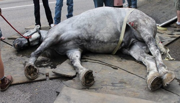 SLC Leaders Stunned As Pioneer Horse Becomes Victim of Animal Activists