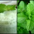 Shutdown of ‘Guvurn Mint,’ Scented Herb Distributor, Exasperates Nation