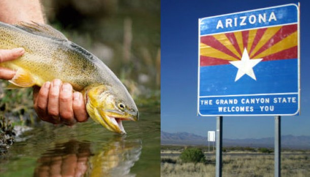 Arizona Gov. Seeks to Change State Fish to ‘Something Less Symbolically Tolerant’