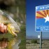 Arizona Gov. Seeks to Change State Fish to ‘Something Less Symbolically Tolerant’