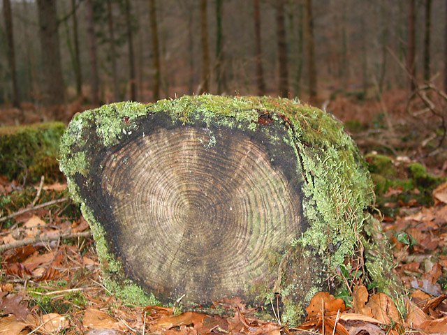 This log