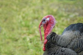 GOBBLE: If You’re Going to Kill Me, You Better Deep-Fry My Ass