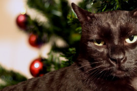 Local Cat Disgusted by Holiday Consumerism