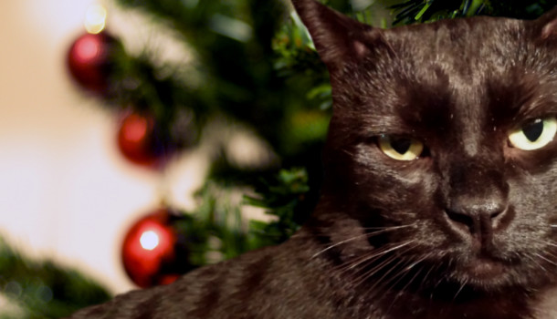 Local Cat Disgusted by Holiday Consumerism