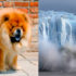 Yes, Climate Change Is Real :( But So Are These Adorable Dogs!