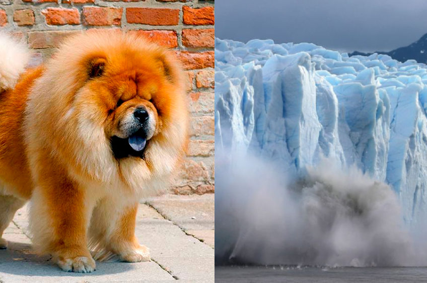 Yes, Climate Change Is Real :( But So Are These Adorable Dogs!